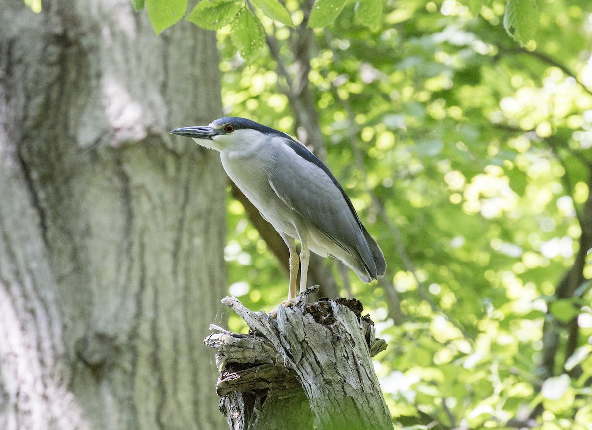 Black-crowned Night Heron - ML619907374