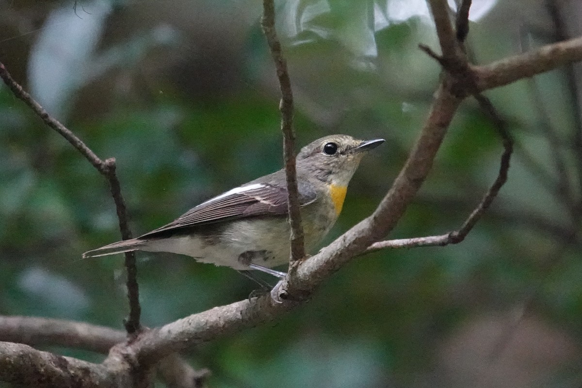 Ryukyu Flycatcher - ML619907380