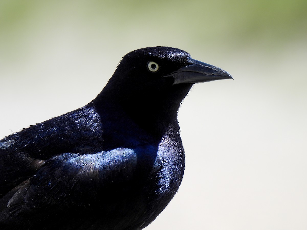Boat-tailed Grackle - ML619907398