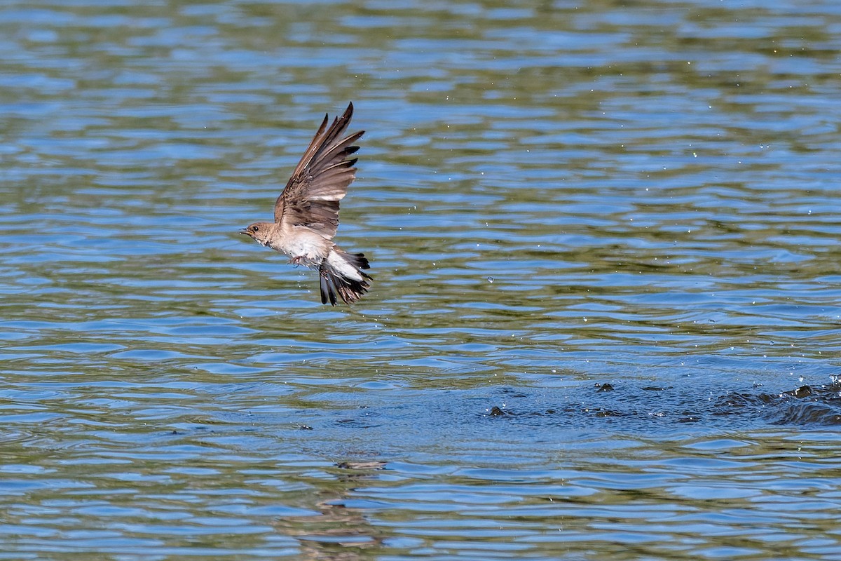 Northern Rough-winged Swallow - ML619907406