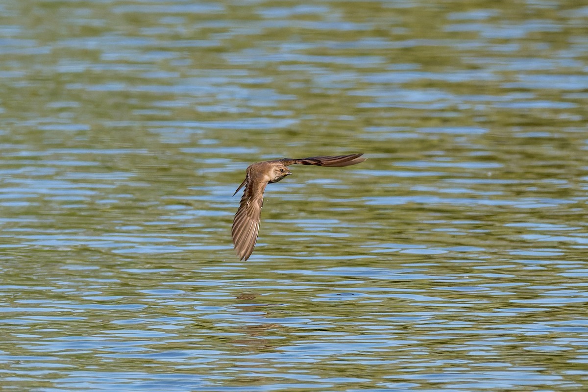 Northern Rough-winged Swallow - ML619907412