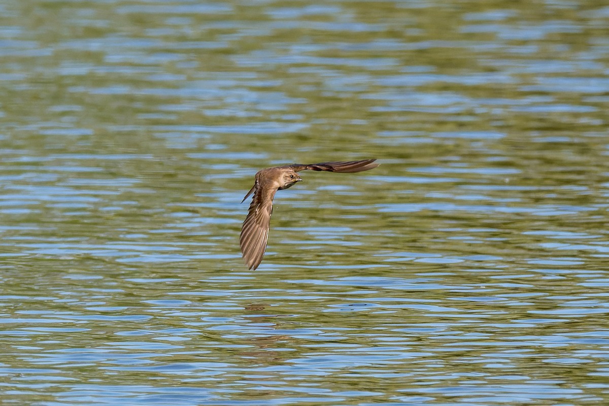 Hirondelle à ailes hérissées - ML619907412