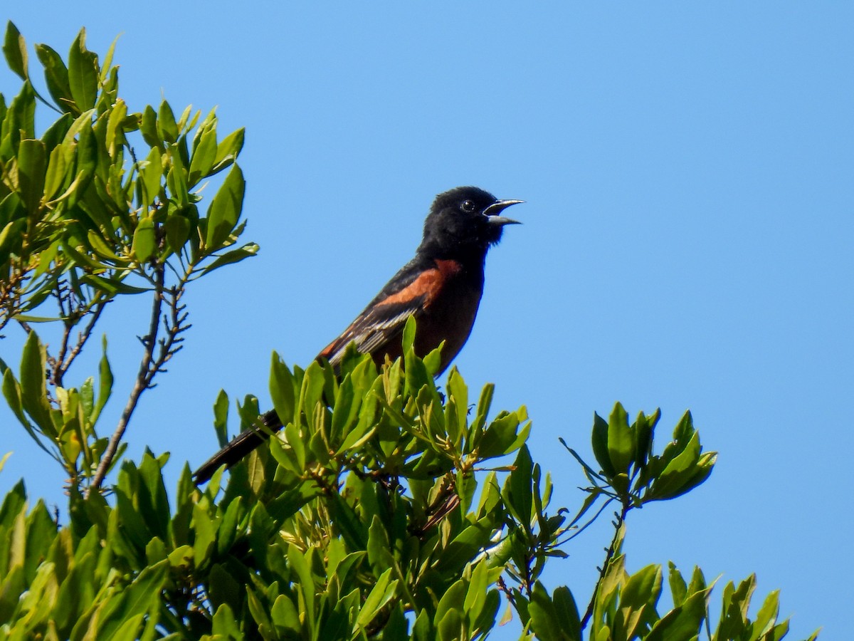 Orchard Oriole - ML619907419