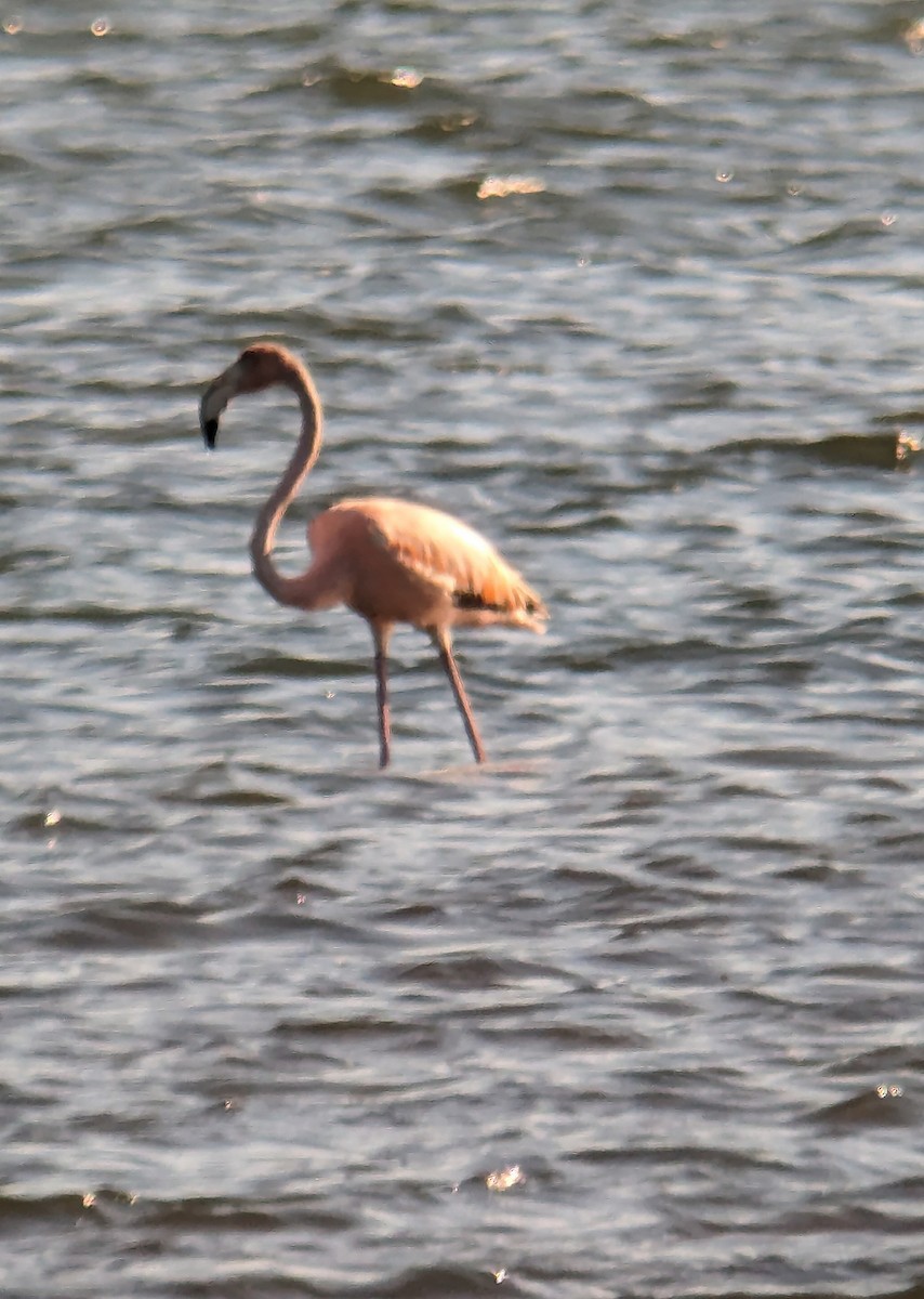 Amerika Flamingosu - ML619907427