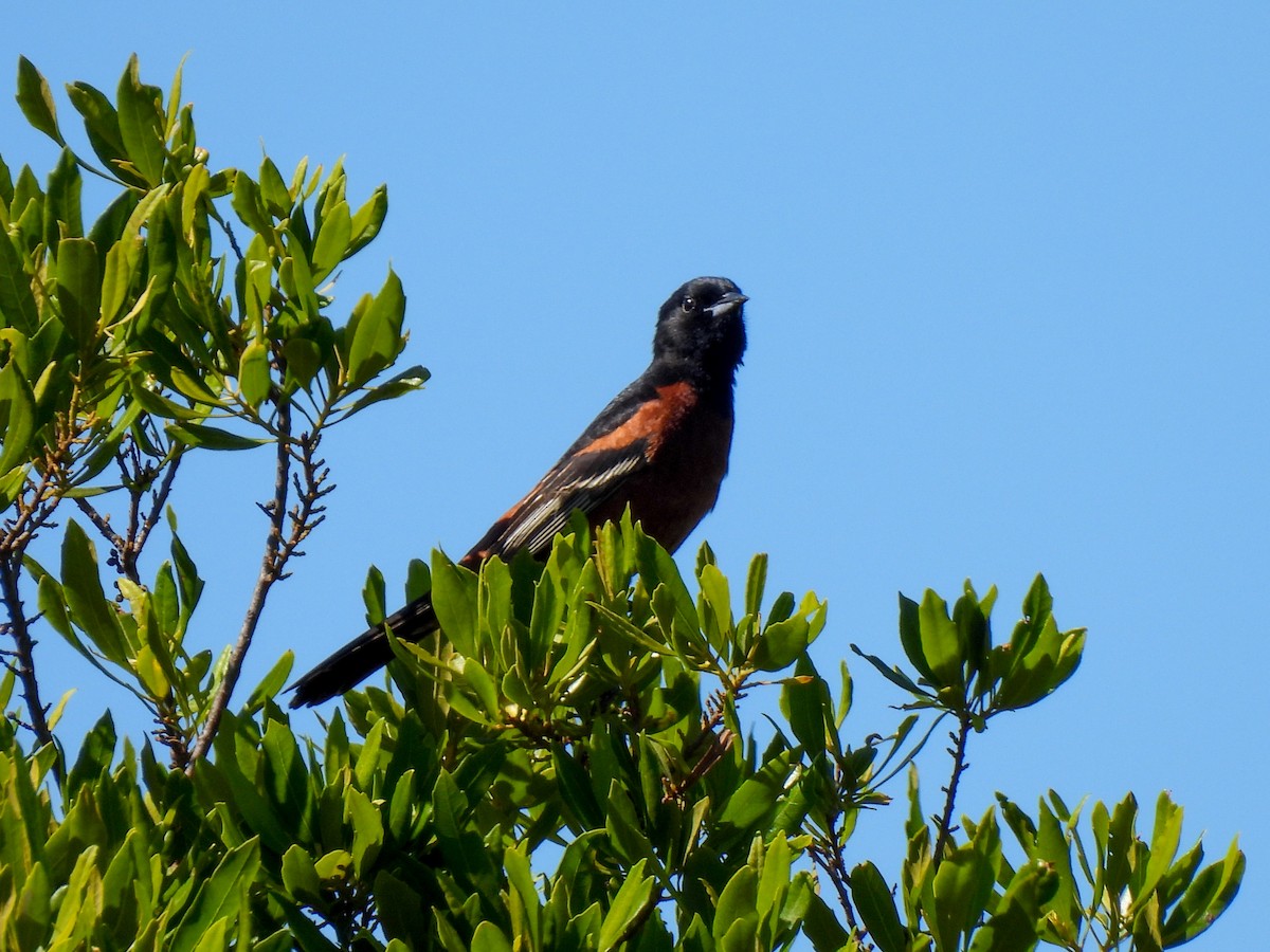 Orchard Oriole - ML619907429