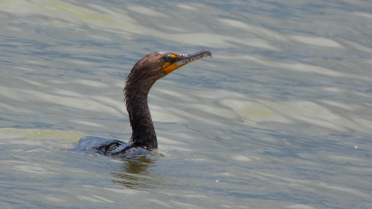 Double-crested Cormorant - ML619907438