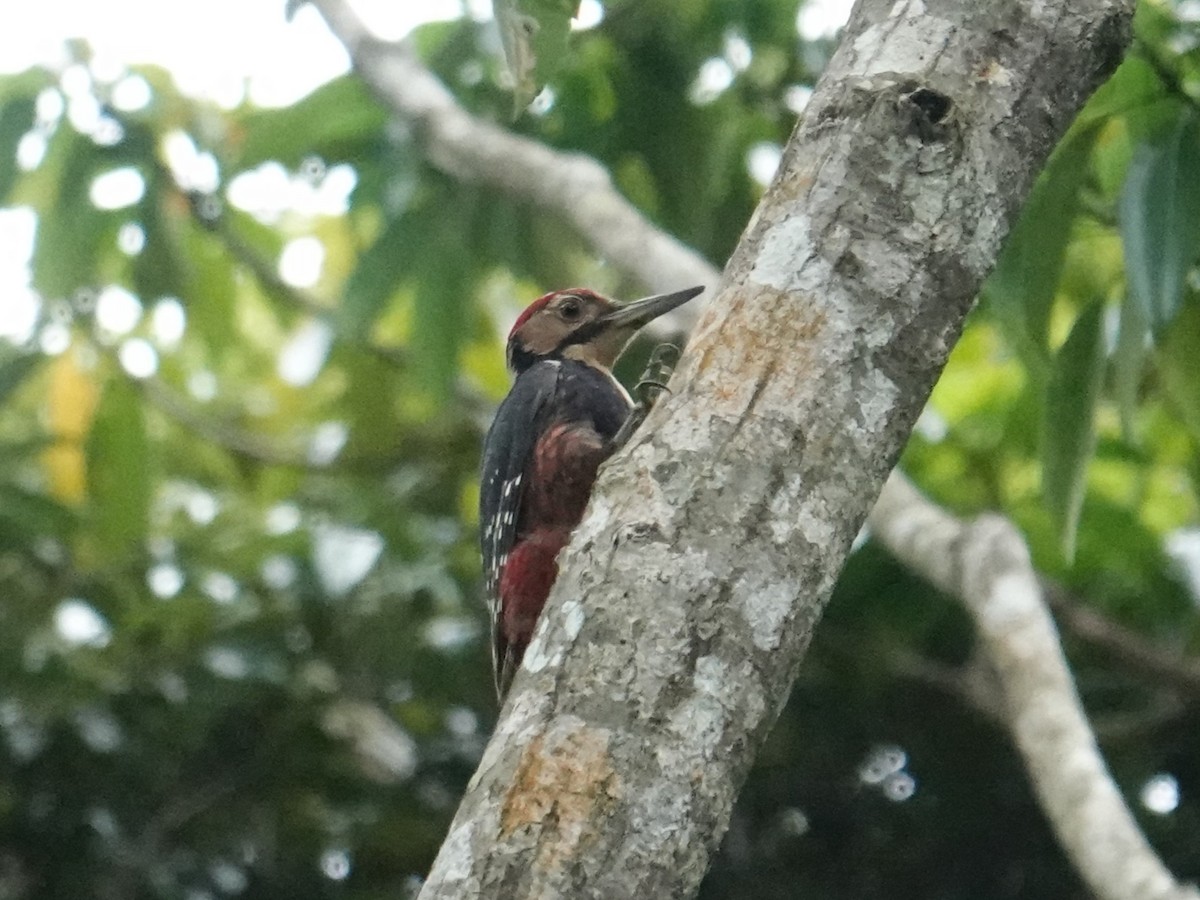 White-backed Woodpecker (Amami) - ML619907448