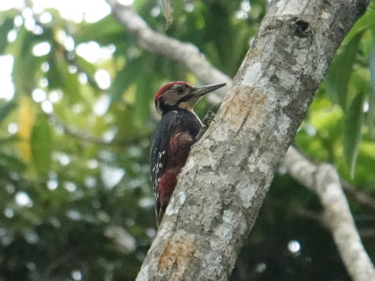White-backed Woodpecker (Amami) - ML619907449