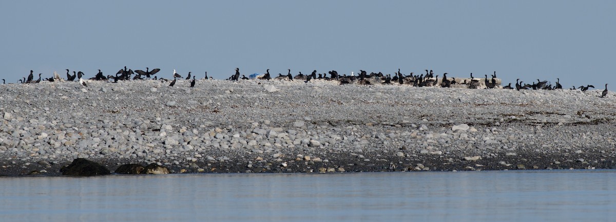 Double-crested Cormorant - ML619907461