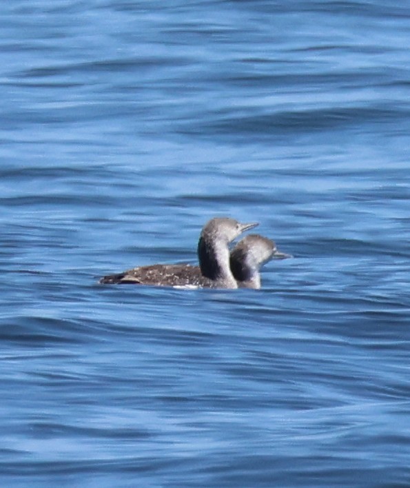 Red-throated Loon - ML619907464
