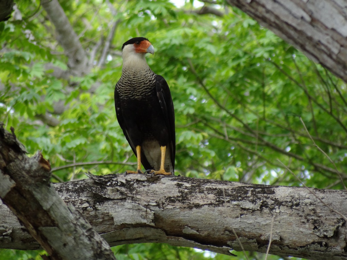 Crested Caracara - ML619907467