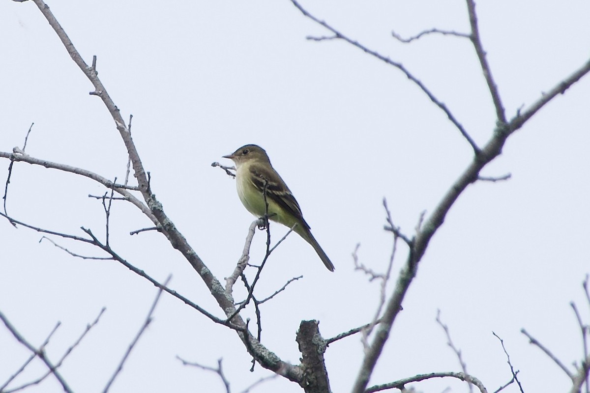 Alder Flycatcher - ML619907468