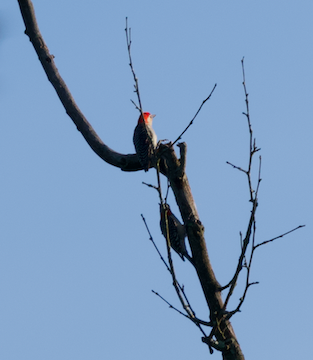 Hairy Woodpecker - ML619907470