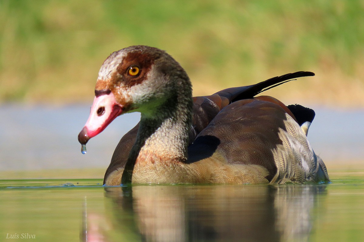 Egyptian Goose - ML619907491