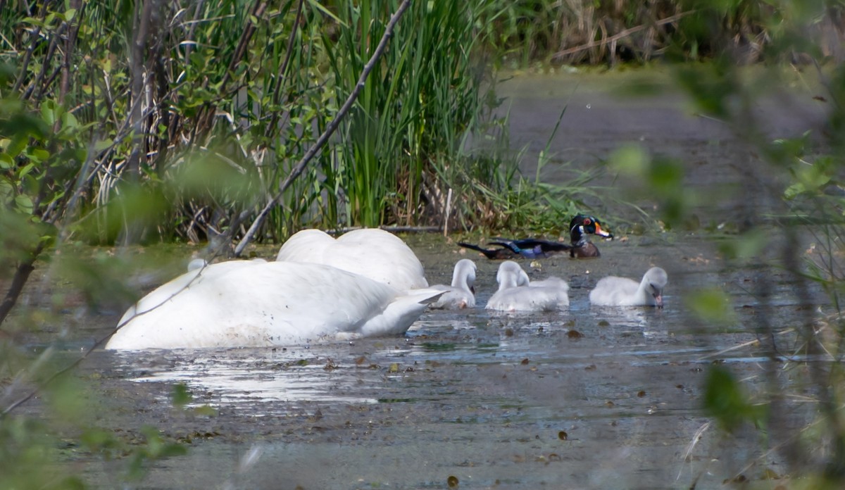 Trumpeter Swan - ML619907508