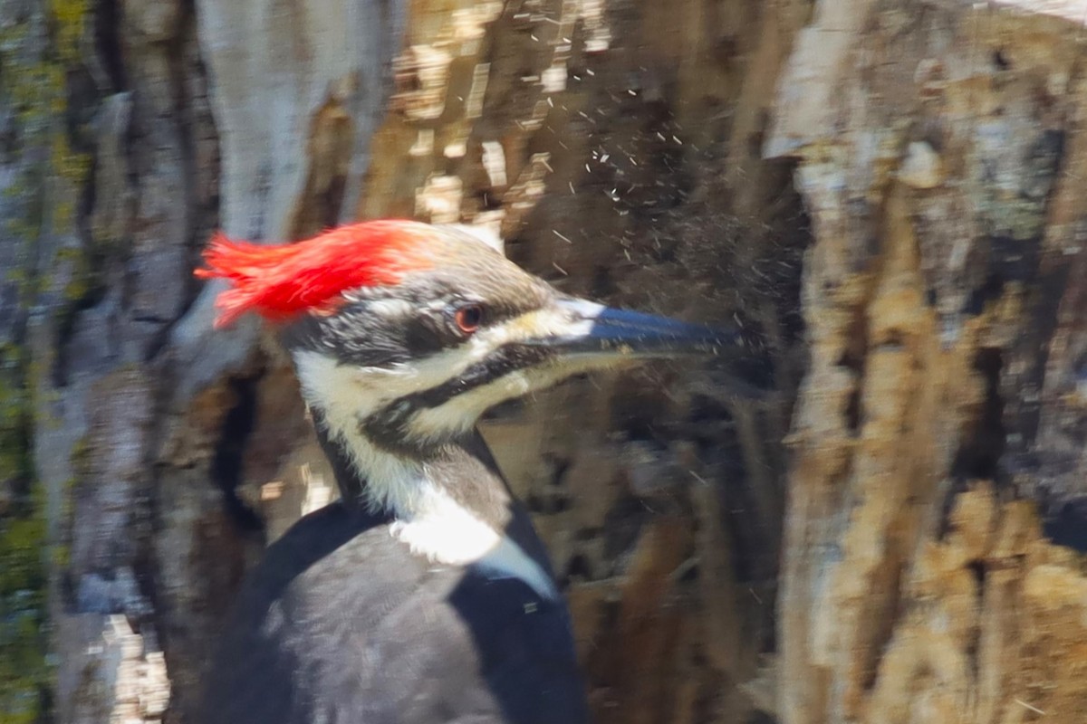 Pileated Woodpecker - ML619907512
