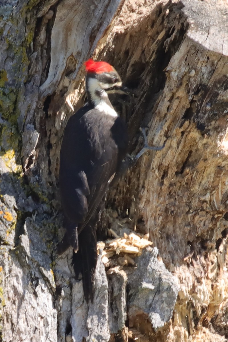 Pileated Woodpecker - ML619907513
