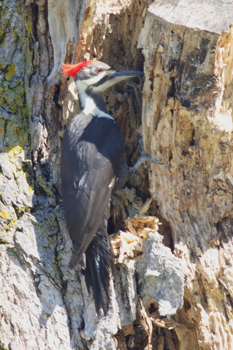 Pileated Woodpecker - ML619907514