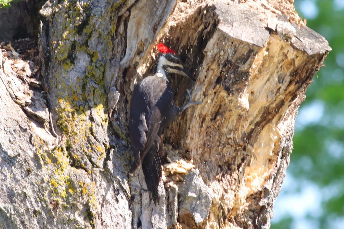 Pileated Woodpecker - ML619907515