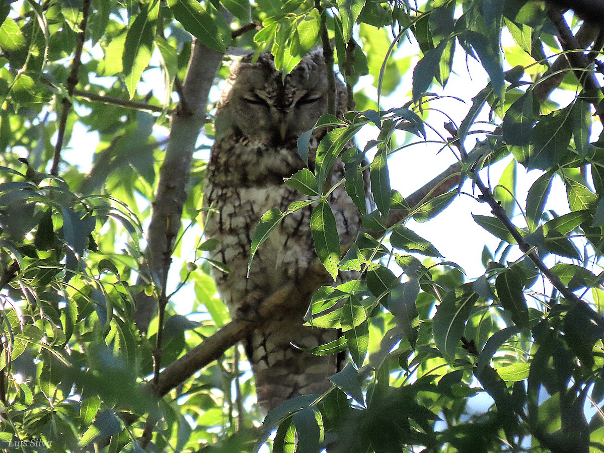 Tawny Owl - ML619907518
