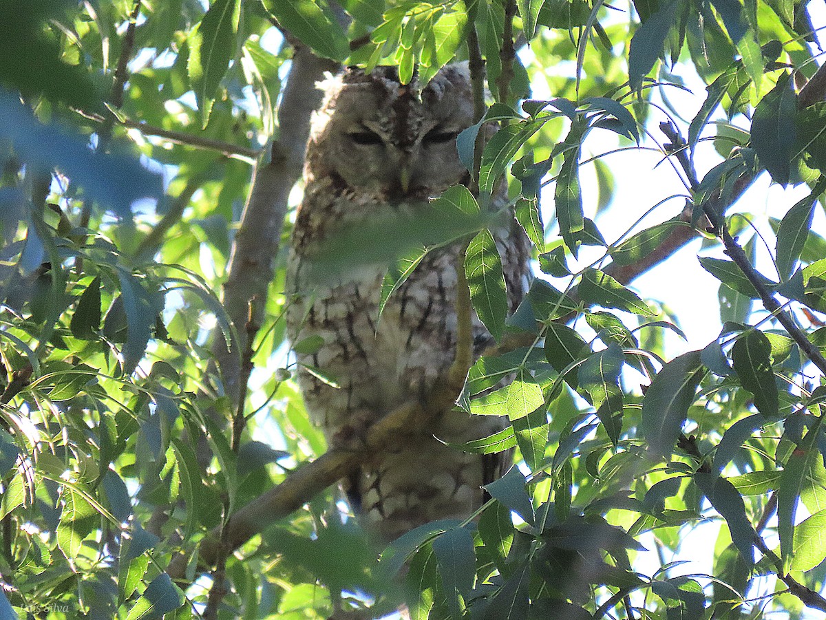 Tawny Owl - ML619907519