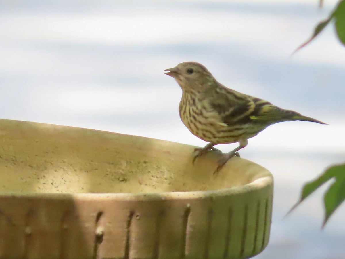 Pine Siskin - ML619907520