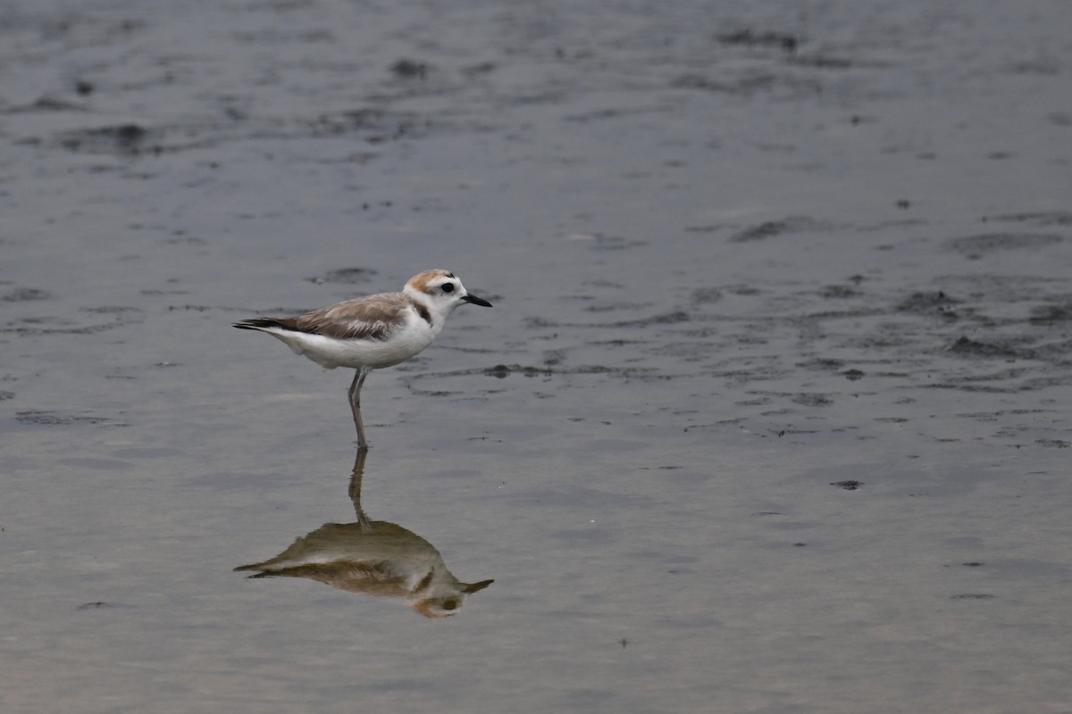 White-faced Plover - ML619907523