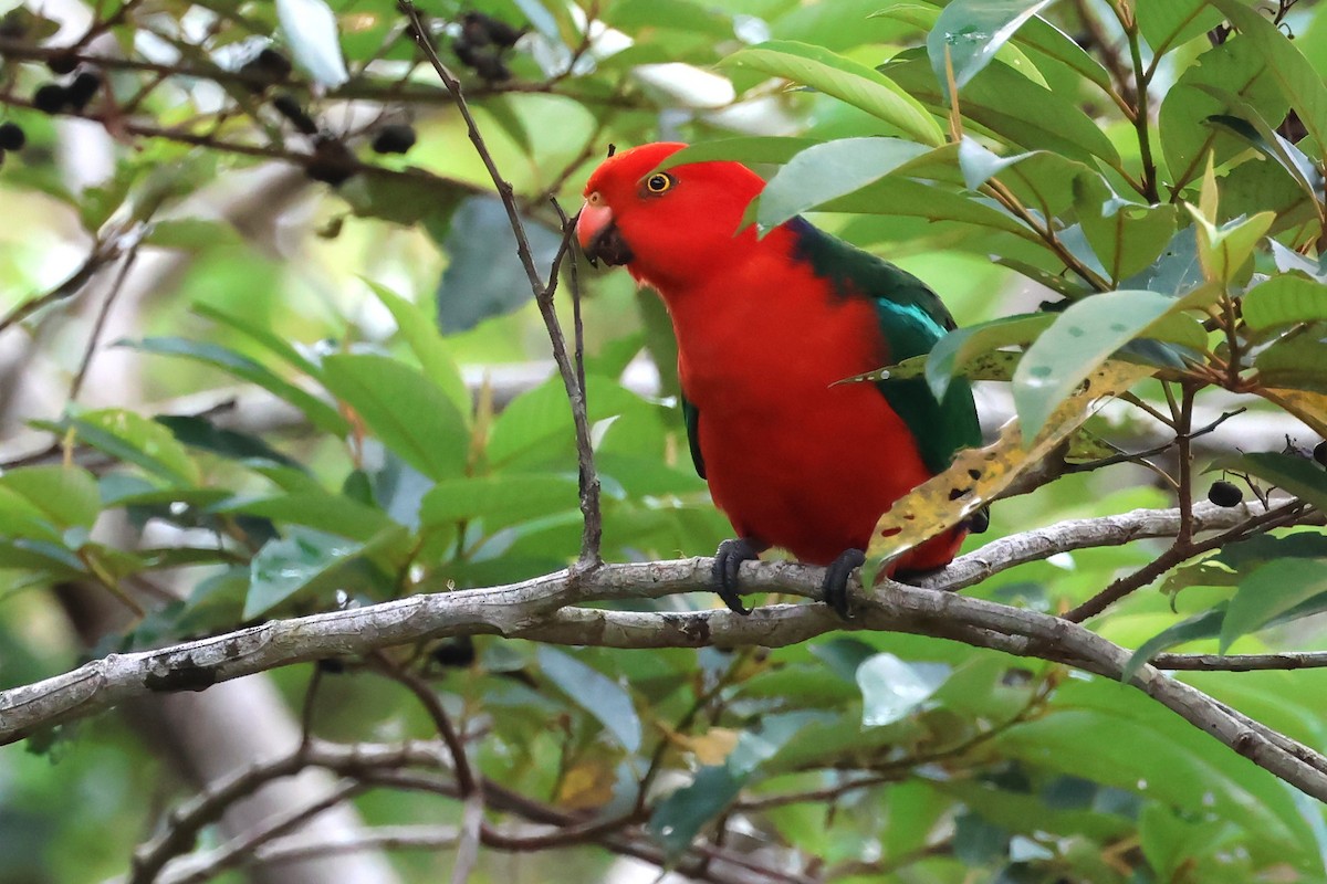 Australian King-Parrot - ML619907537