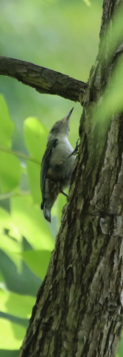 White-breasted Nuthatch - ML619907542