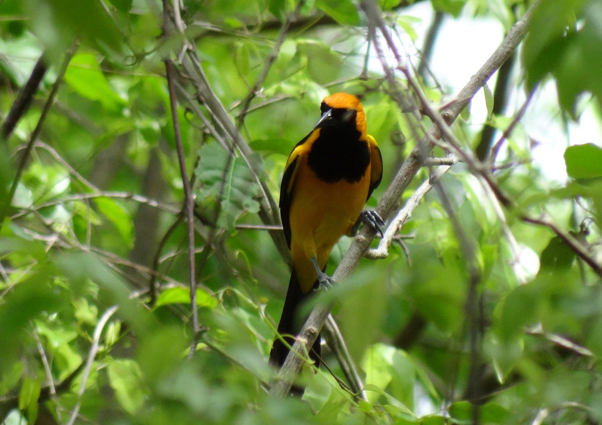 Orange-crowned Oriole - ML619907546