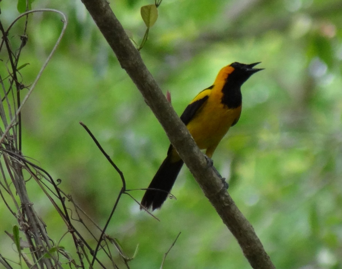 Orange-crowned Oriole - ML619907555