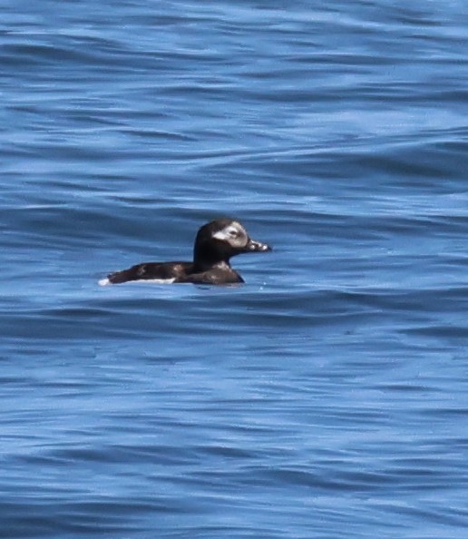 Long-tailed Duck - ML619907556