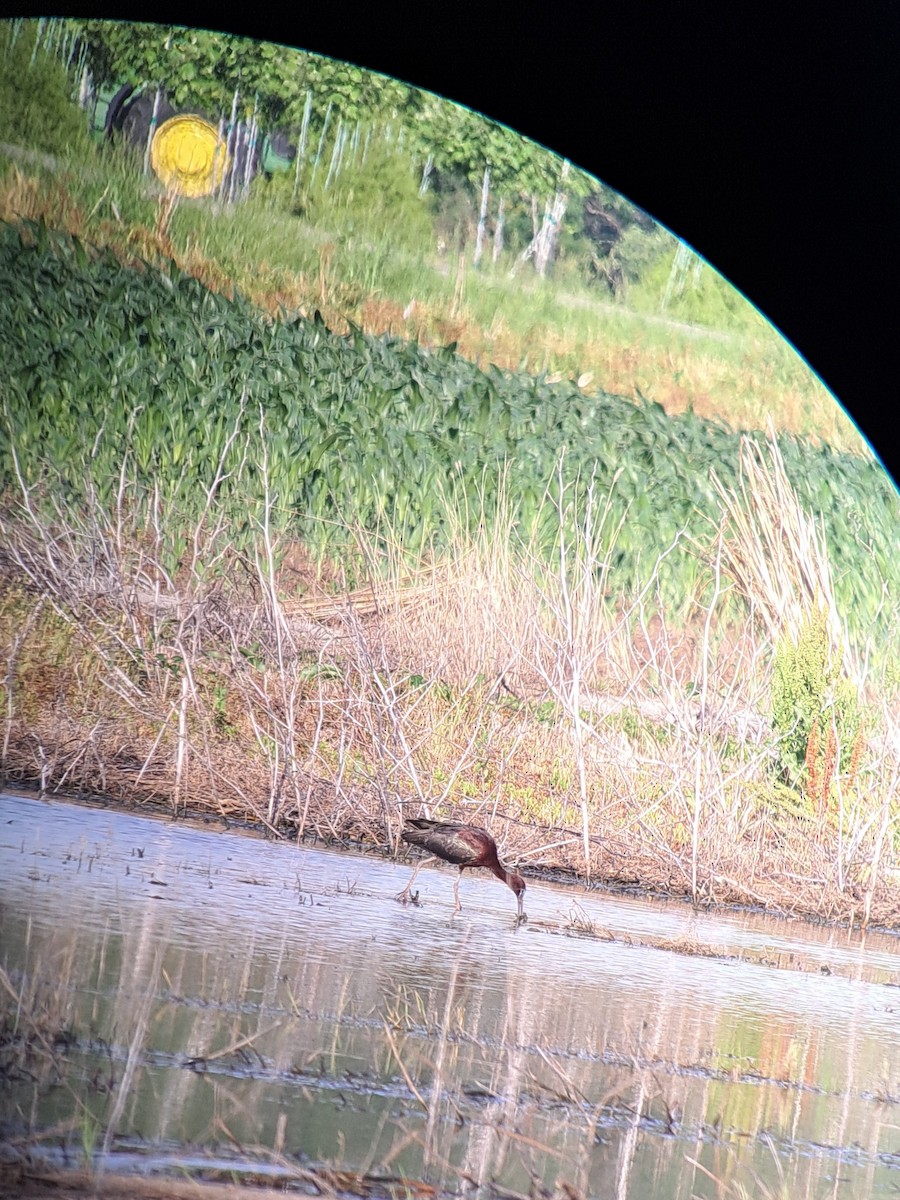 ibis hnědý - ML619907558