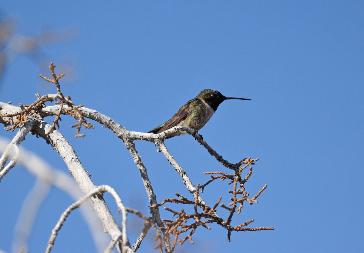 Black-chinned Hummingbird - ML619907565