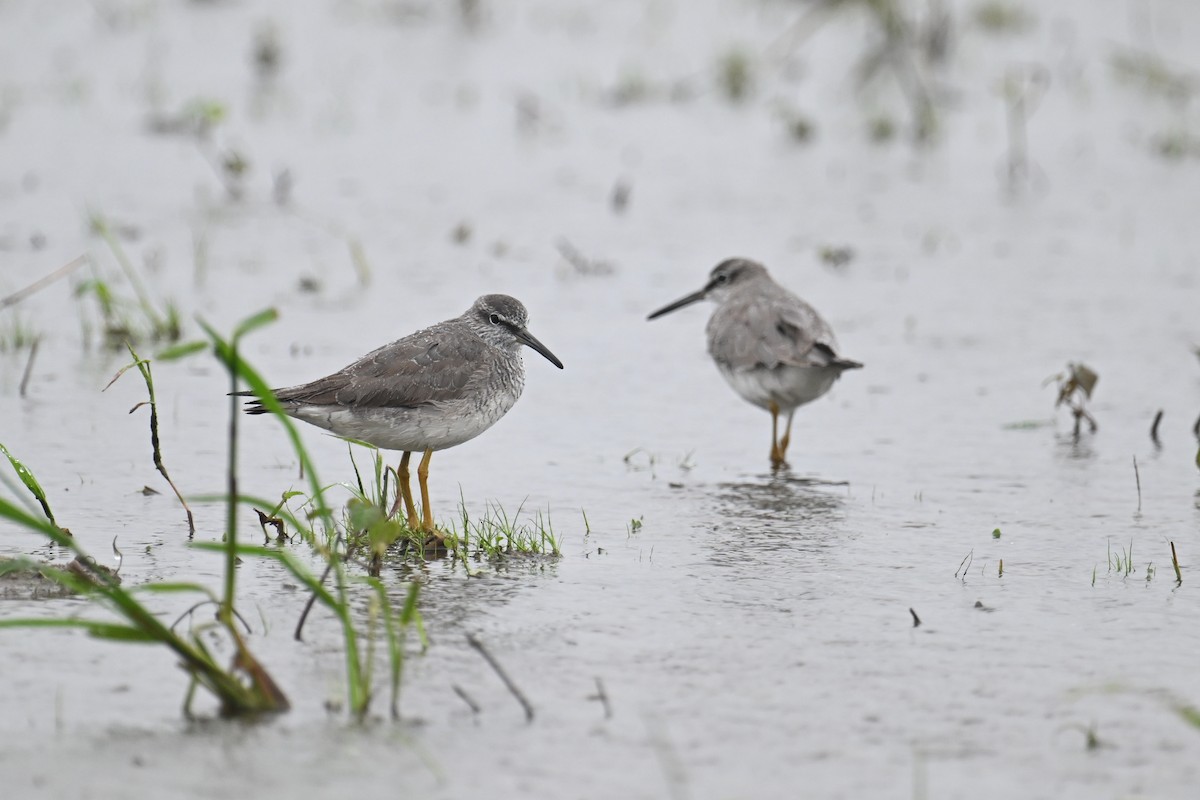 Grauschwanz-Wasserläufer - ML619907566