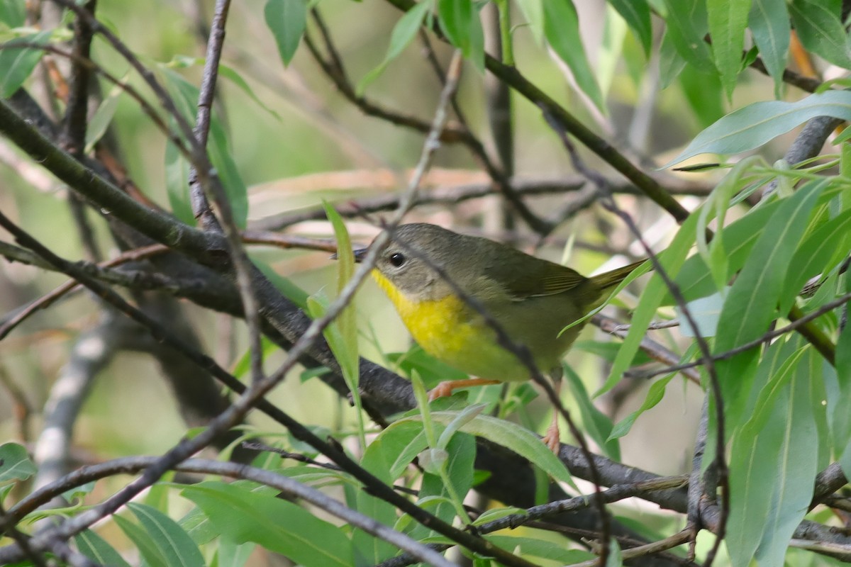 Common Yellowthroat - ML619907577