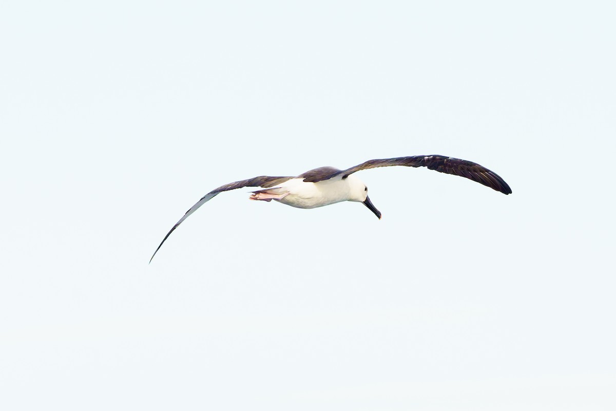 Indian Yellow-nosed Albatross - ML619907578