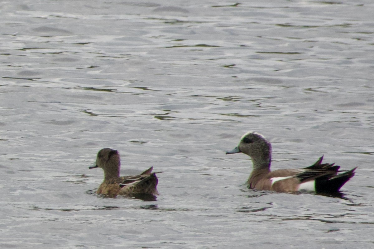 American Wigeon - ML619907585