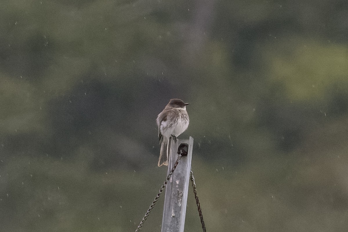 Eastern Phoebe - ML619907587