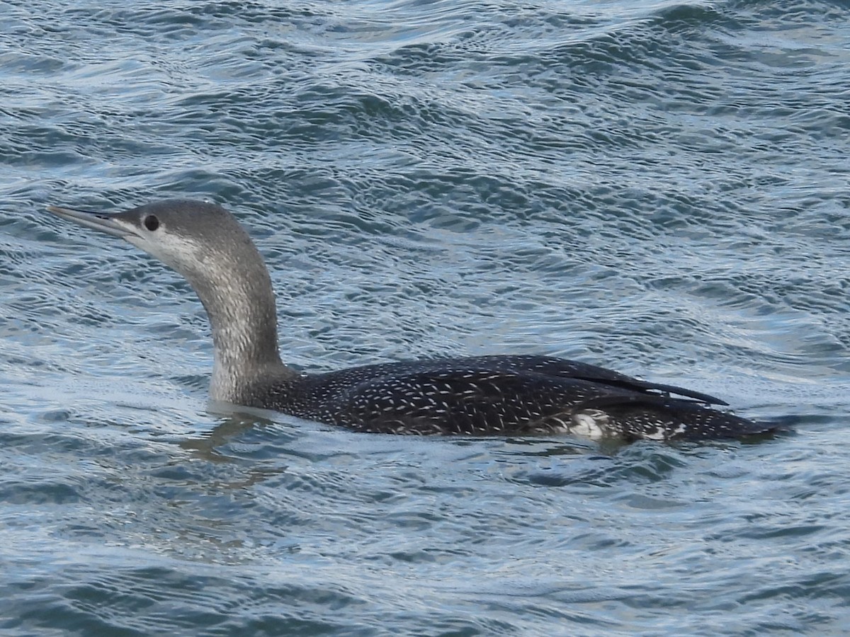 Red-throated Loon - ML619907588