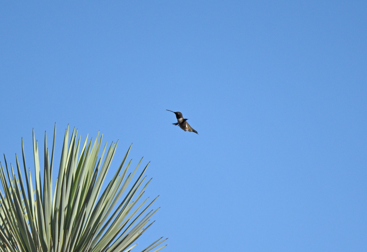Black-chinned Hummingbird - ML619907593