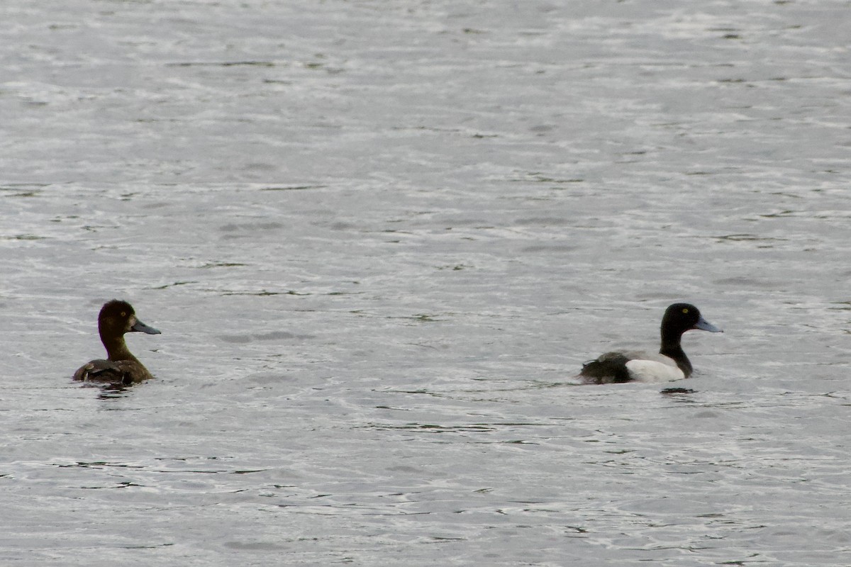 Lesser Scaup - ML619907594