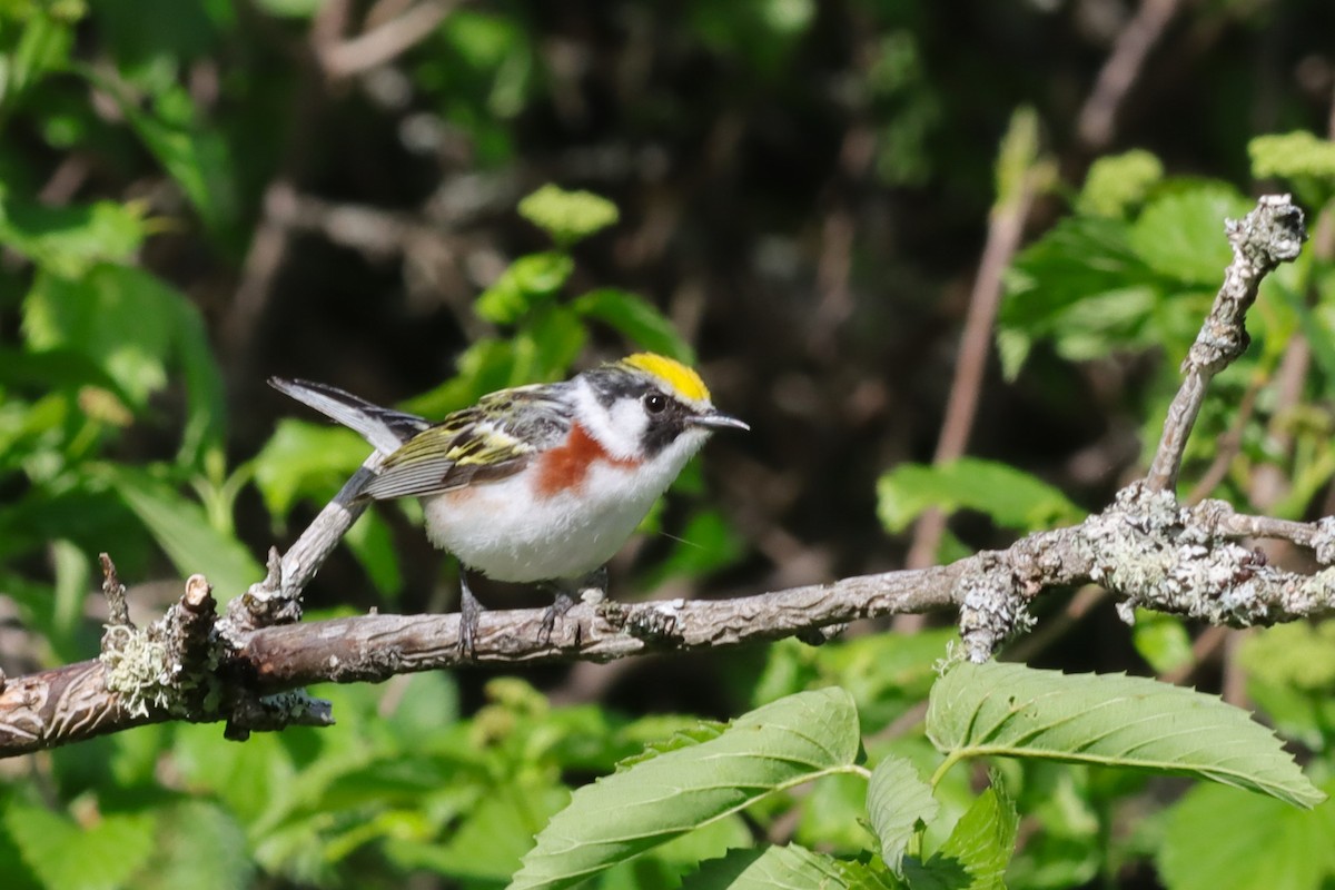 Chestnut-sided Warbler - ML619907596