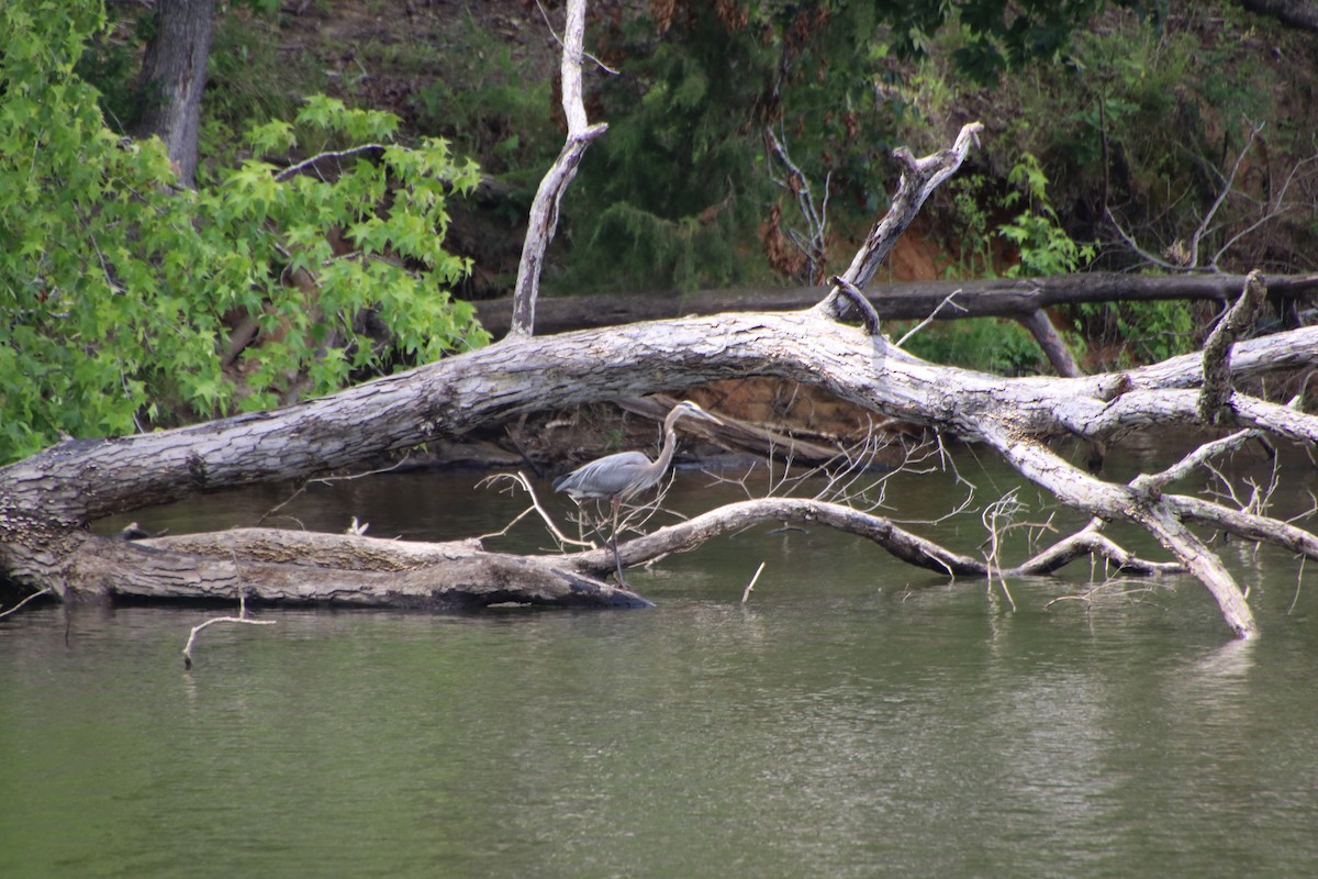 Great Blue Heron - ML619907601