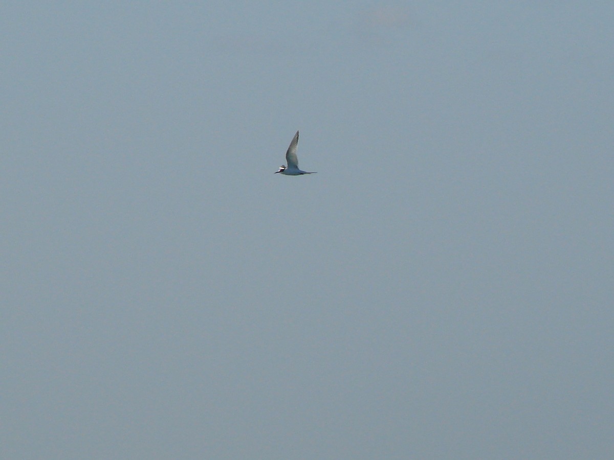 White-fronted Tern - ML619907602