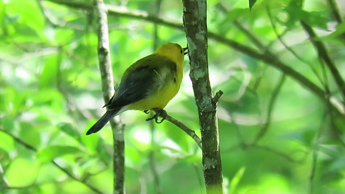 Prothonotary Warbler - ML619907608