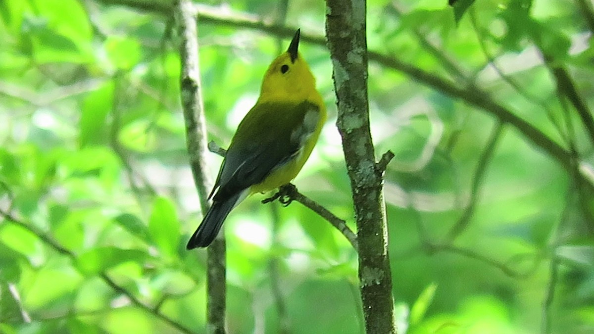 Prothonotary Warbler - ML619907609
