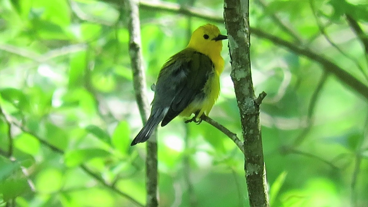 Prothonotary Warbler - ML619907610