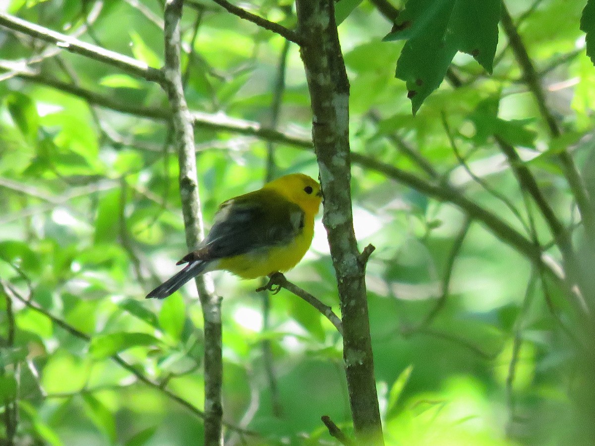 Prothonotary Warbler - ML619907612