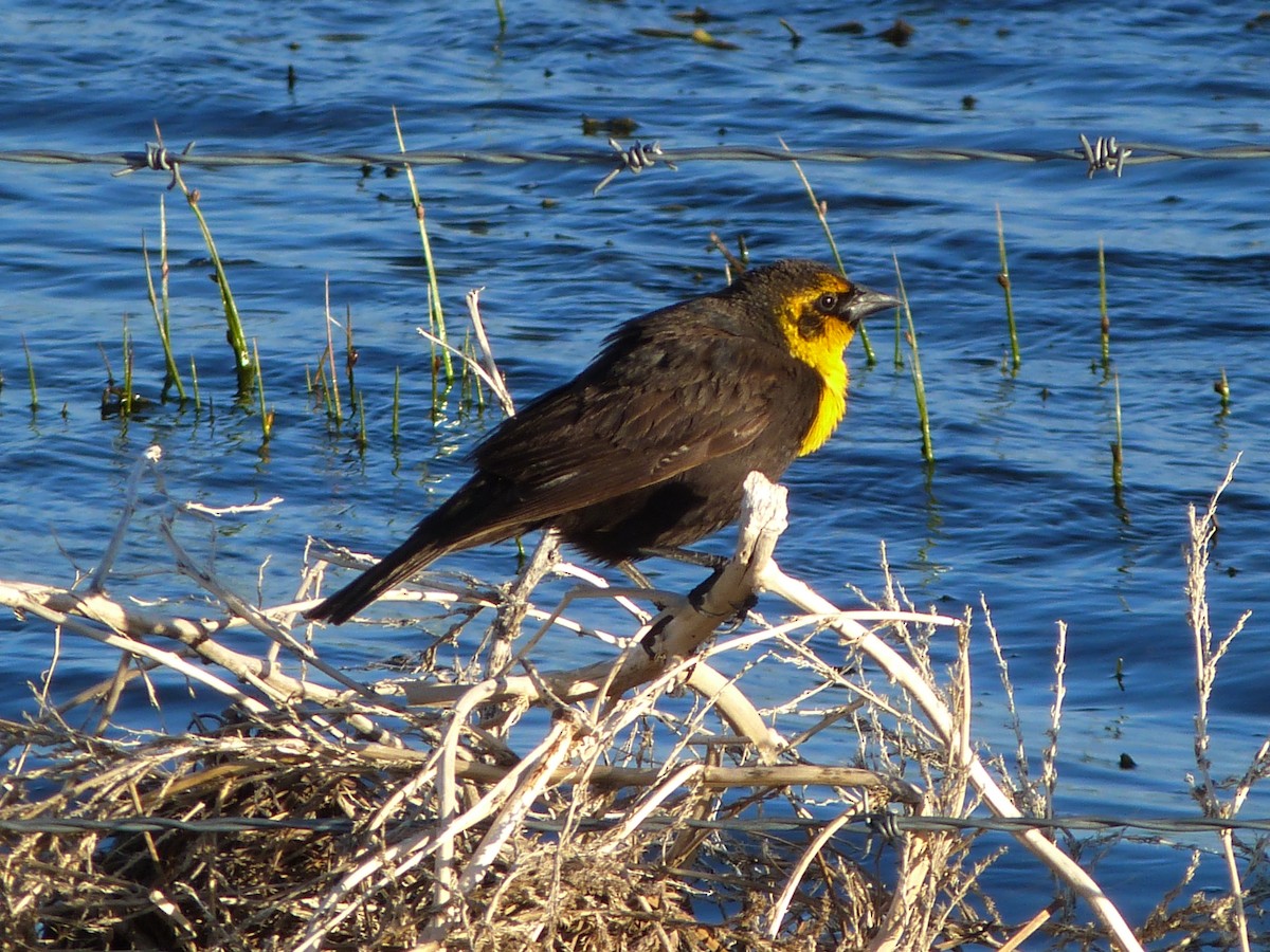 Yellow-headed Blackbird - ML619907613